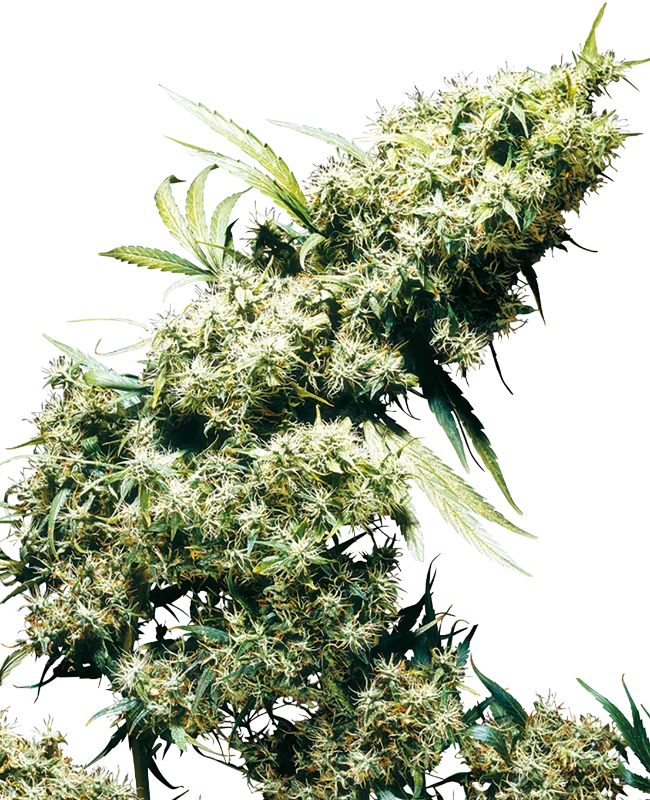 Jamaican Pearl – Sensi Seeds – Regulär