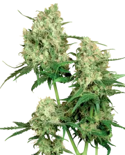 Maple Leaf Indica – Sensi Seeds – Regulär