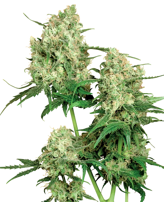 Maple Leaf Indica – Sensi Seeds – Regulär