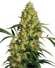 Mexican Sativa – Sensi Seeds – Regulär
