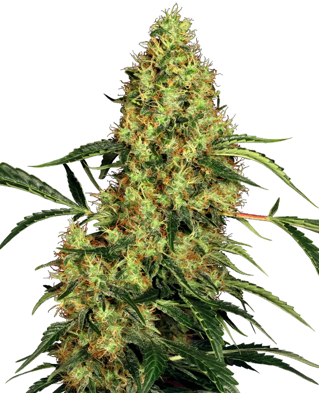 Mexican Sativa – Sensi Seeds – Regulär