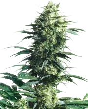 Mother's Finest – Sensi Seeds – Regulär