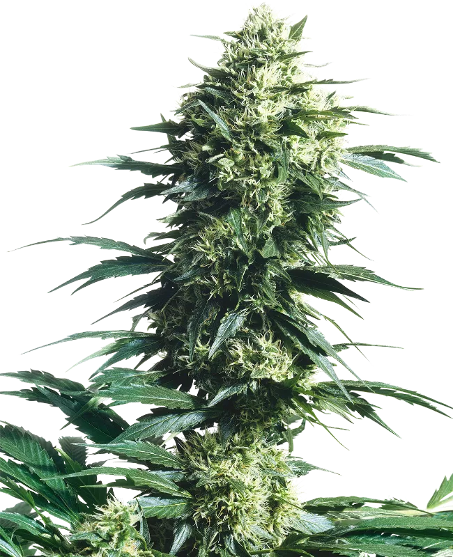 Mother's Finest – Sensi Seeds – Regulär