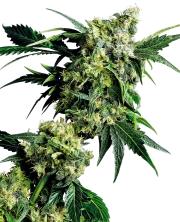 Mr Nice G13 x Hash Plant – Sensi Seeds – Regulär