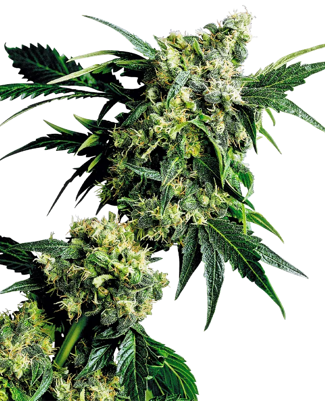 Mr Nice G13 x Hash Plant – Sensi Seeds – Regulär