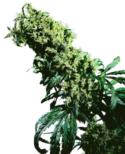 Northern Lights #5 x Haze – Sensi Seeds – Regulär