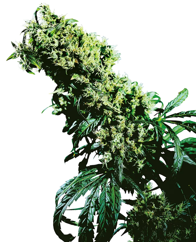 Northern Lights 5 x Haze – Sensi Seeds – Feminisiert