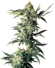 Northern Lights – Sensi Seeds – Regulär