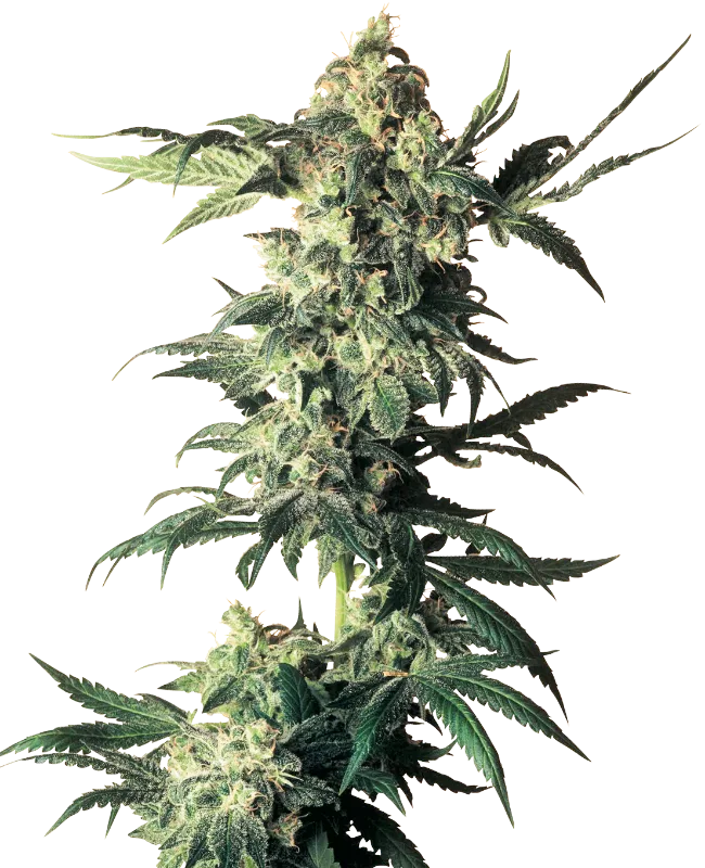 Northern Lights – Sensi Seeds – Regulär