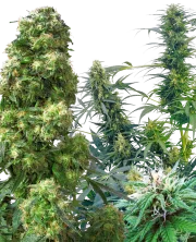 Outdoor Mix – Sensi Seeds – Regulär