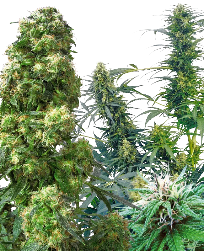 Outdoor Mix – Sensi Seeds – Regulär