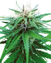 Ruderalis Indica – Sensi Seeds – Regulär