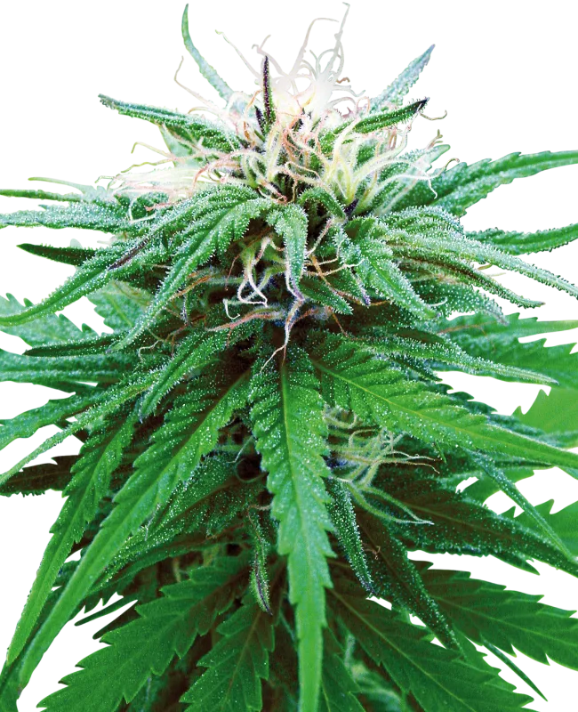 Ruderalis Indica – Sensi Seeds – Regulär