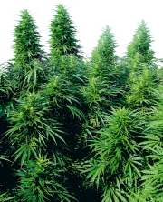 Ruderalis Skunk – Sensi Seeds – Regulär