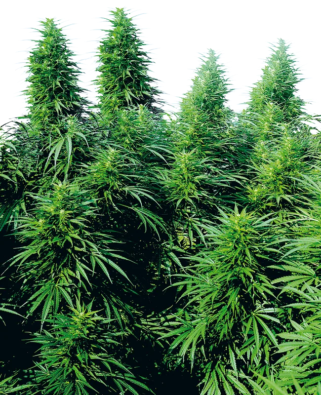 Ruderalis Skunk – Sensi Seeds – Regulär