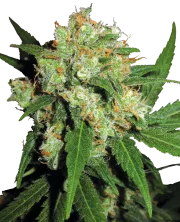 Sensi Skunk – Sensi Seeds – Regulär
