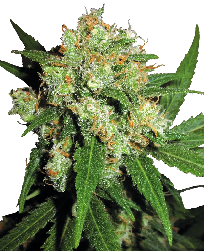 Sensi Skunk – Sensi Seeds – Regulär