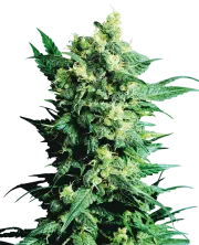 Shiva Shanti II – Sensi Seeds – Regulär