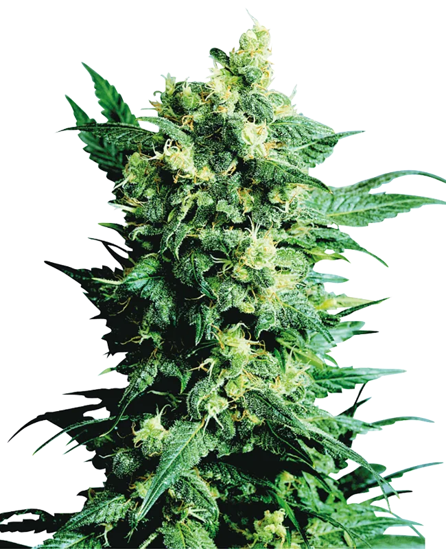 Shiva Shanti II – Sensi Seeds – Regulär