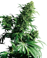 Shiva Shanti – Sensi Seeds – Regulär