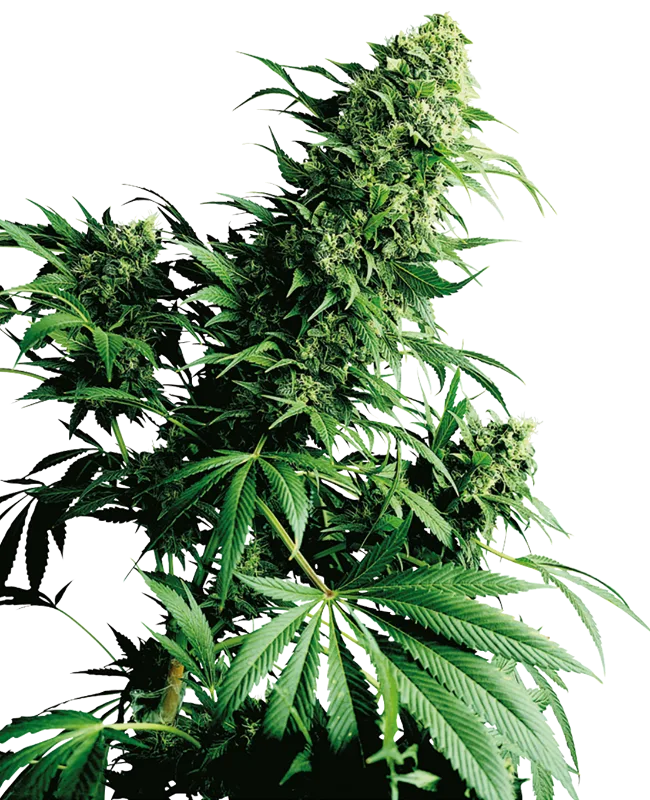 Shiva Shanti – Sensi Seeds – Regulär