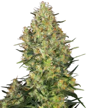 Shiva Skunk – Sensi Seeds – Feminisiert