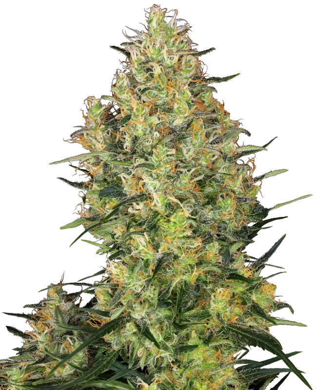 Shiva Skunk – Sensi Seeds – Regulär