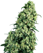 Skunk #1 – Sensi Seeds – Regulär