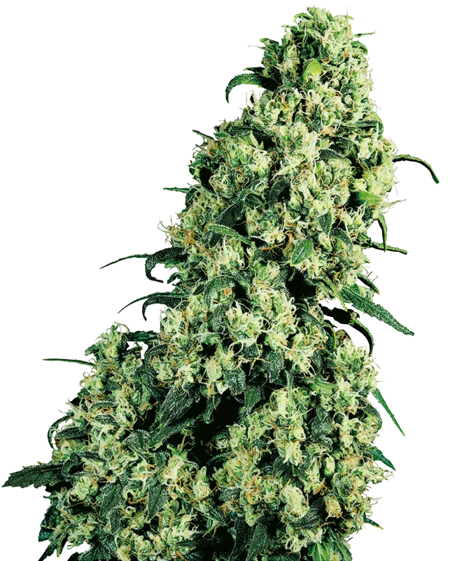 Skunk #1 – Sensi Seeds – Regulär