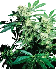 Skunk Kush – Sensi Seeds – Regulär