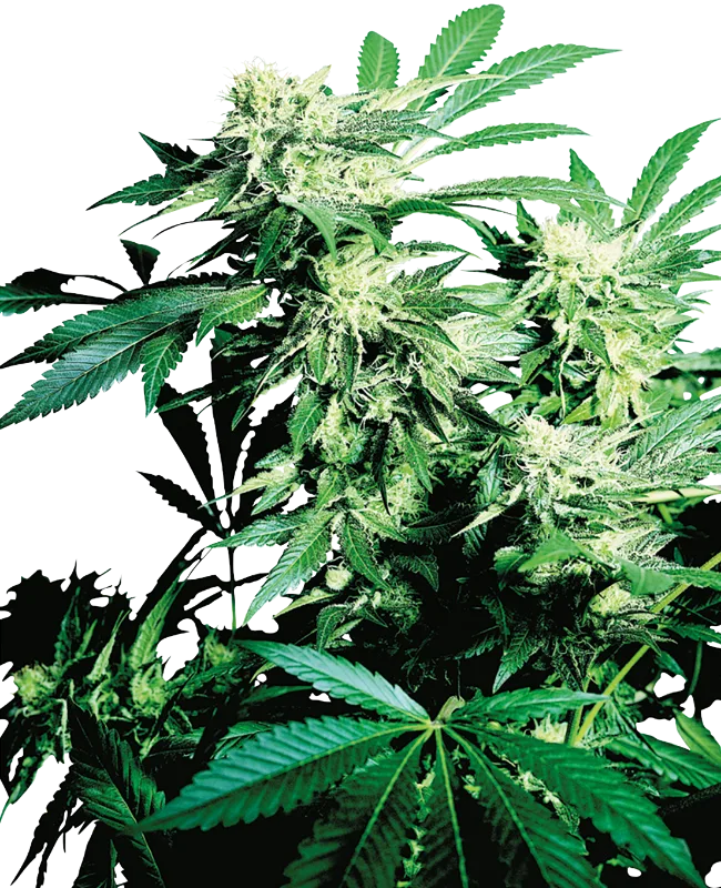 Skunk Kush – Sensi Seeds – Regulär