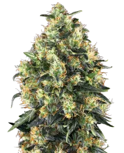 Super Skunk Auto – Sensi Seeds – Autoflowering