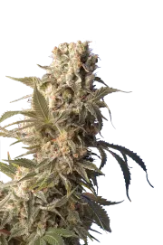 AK47 – Serious Seeds – Regulär