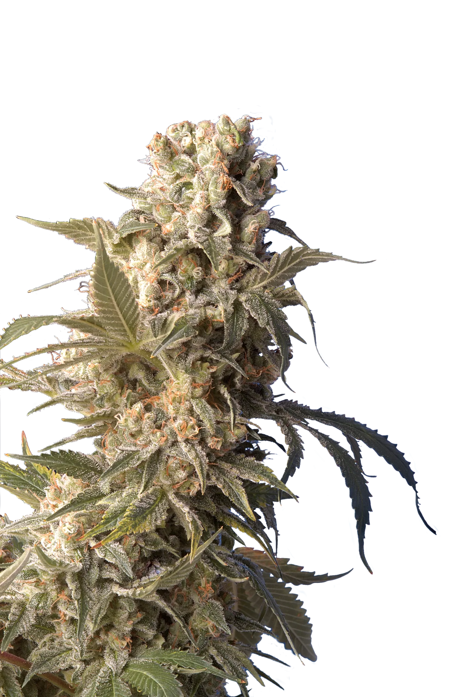 AK47 – Serious Seeds – Feminisiert