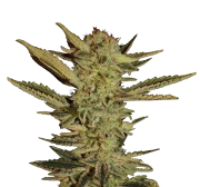 Bubble Gum – Serious Seeds – Regulär