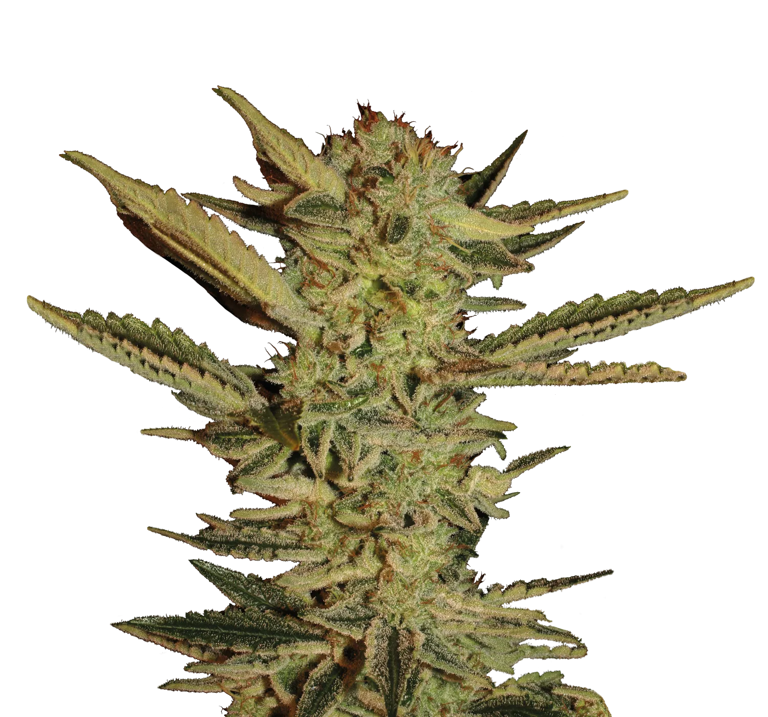 Bubble Gum – Serious Seeds – Feminisiert
