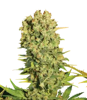 Chronic – Serious Seeds – Regulär