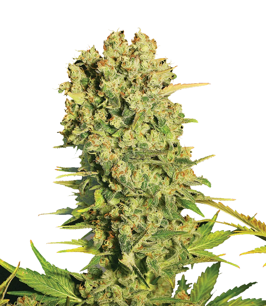 Chronic – Serious Seeds – Feminisiert