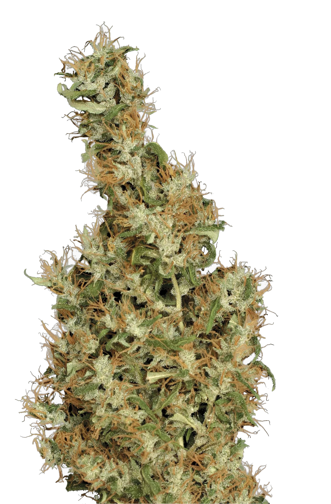 Kali Mist – Serious Seeds – Regulär