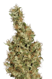 Kali Mist – Serious Seeds – Regulär