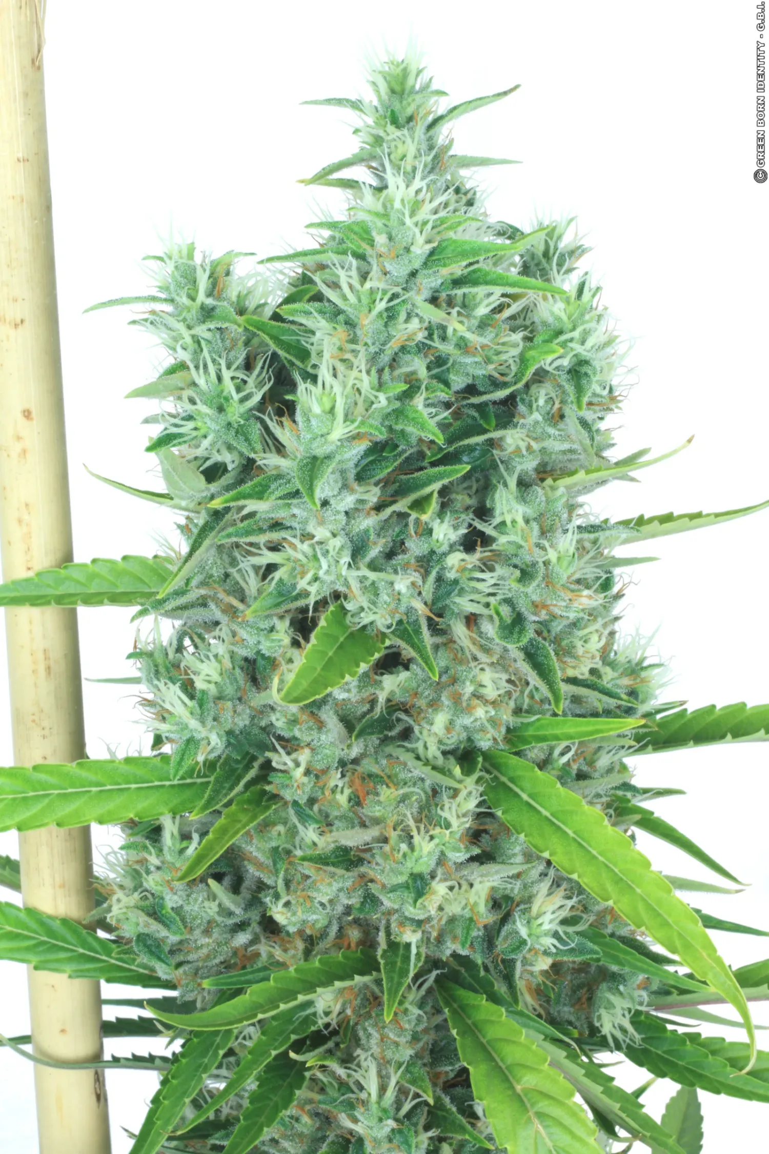Kali Mist – Serious Seeds – Feminisiert