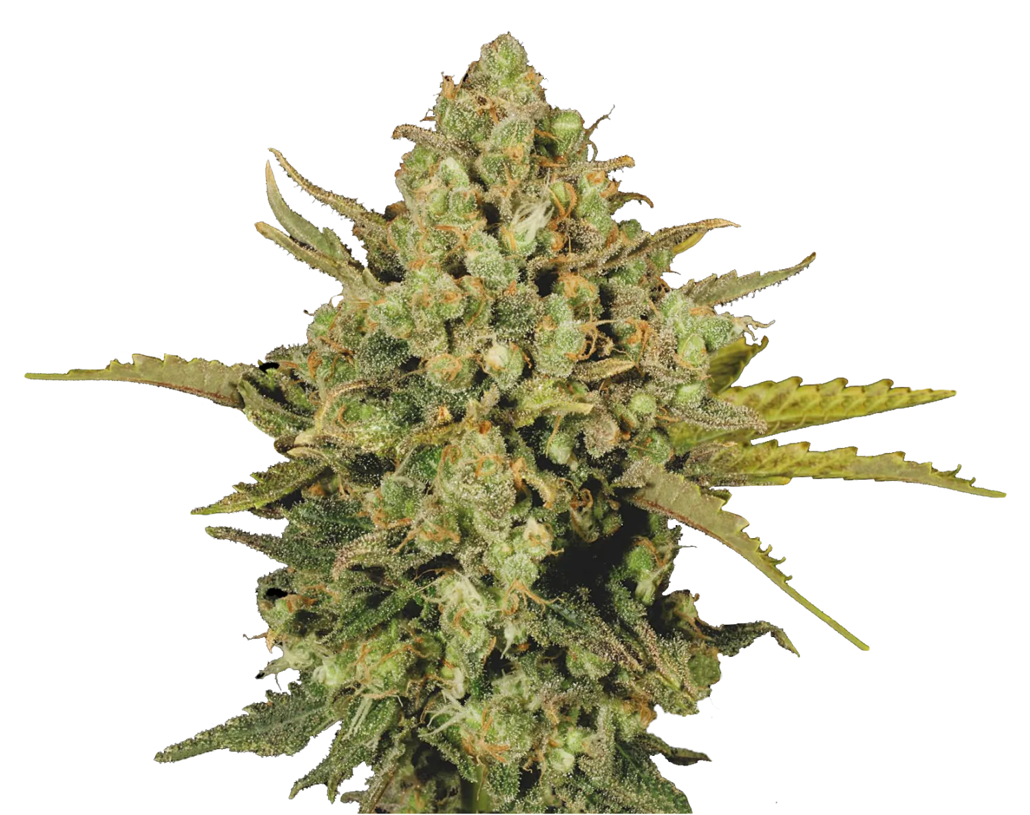 Warlock – Serious Seeds – Regulär