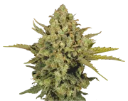 Warlock – Serious Seeds – Regulär