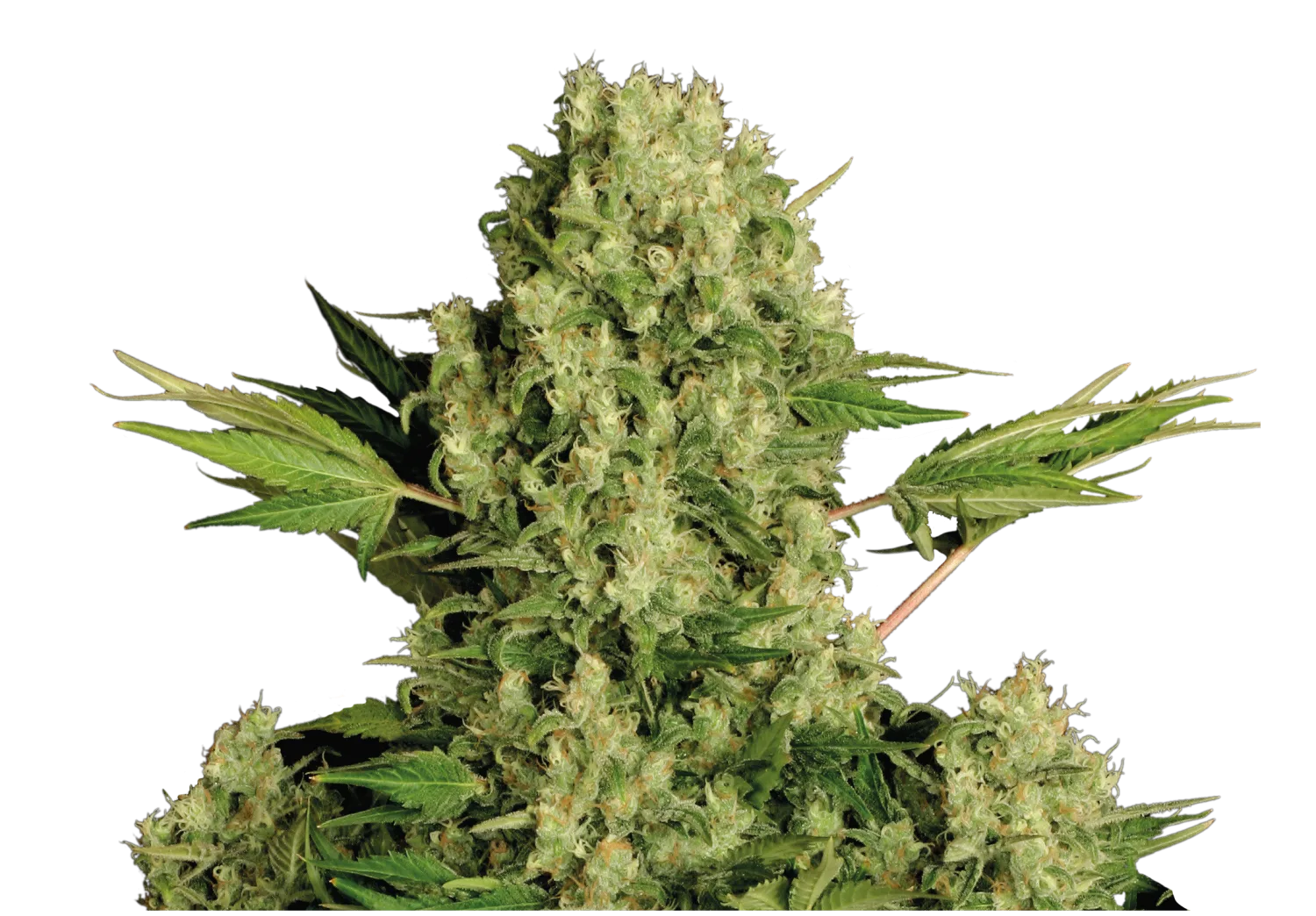 White Russian – Serious Seeds – Regulär