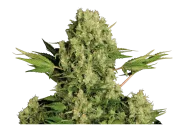 White Russian – Serious Seeds – Feminisiert