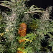 Pineapple Chunk