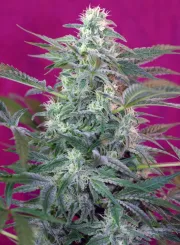 Big Foot – Sweet Seeds – Feminisiert
