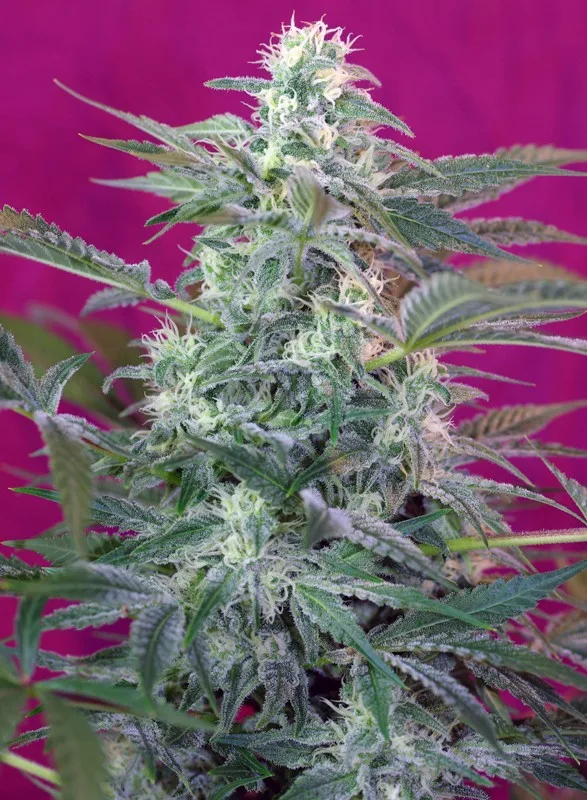 Big Foot – Sweet Seeds – Feminisiert