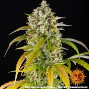 Pineapple Express Auto