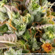 Pineapple Express Auto
